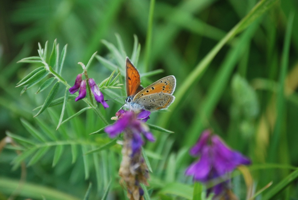 Lycaena alcyphron?